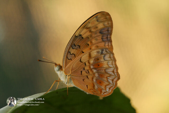 Phalanta phalantha phalantha