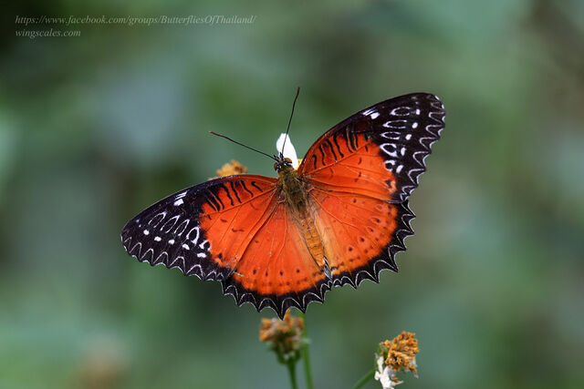 Cethosia biblis biblis