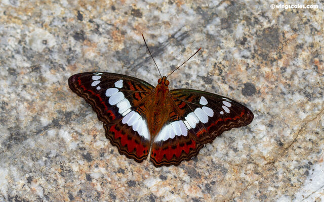 Moduza procris milonia