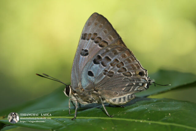 Virachola perse perse