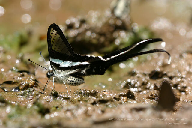 Lamproptera meges virescens