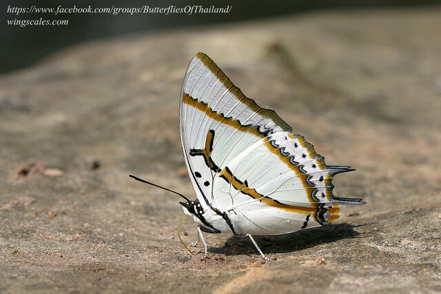 Polyura eudamippus nigrobasalis