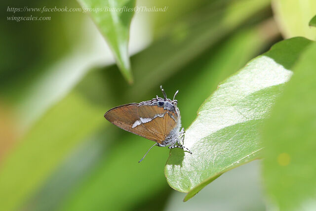 Horaga syrinx maenala