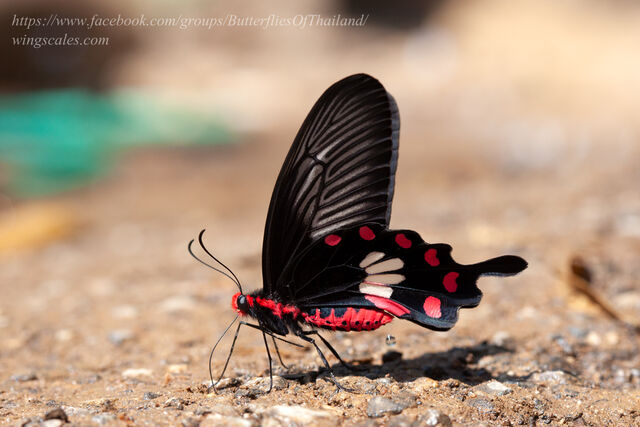Pachliopta aristolochiae goniopeltis