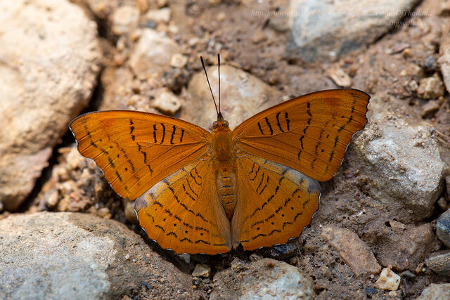 Pseudergolis wedah wedah