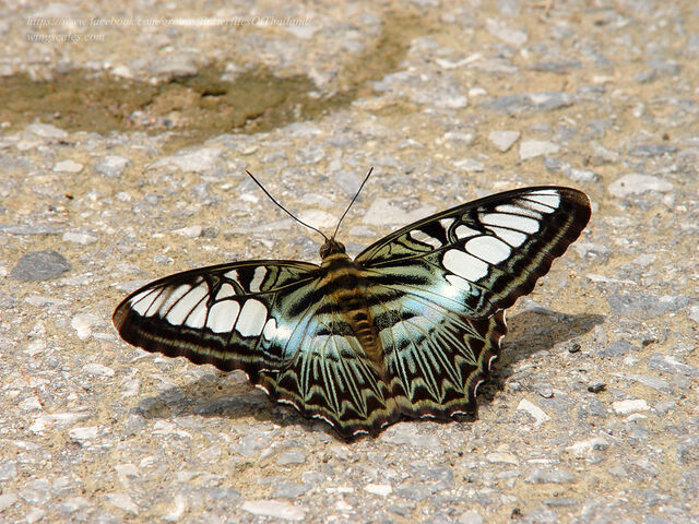 Parthenos sylvia sylla
