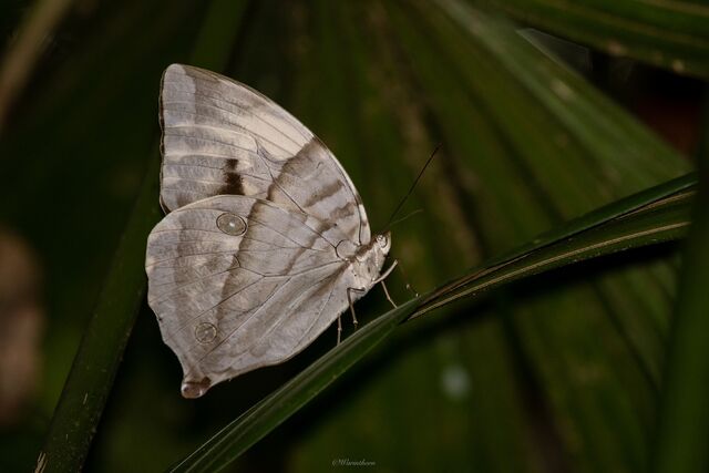 Zeuxidia aurelius aurelius