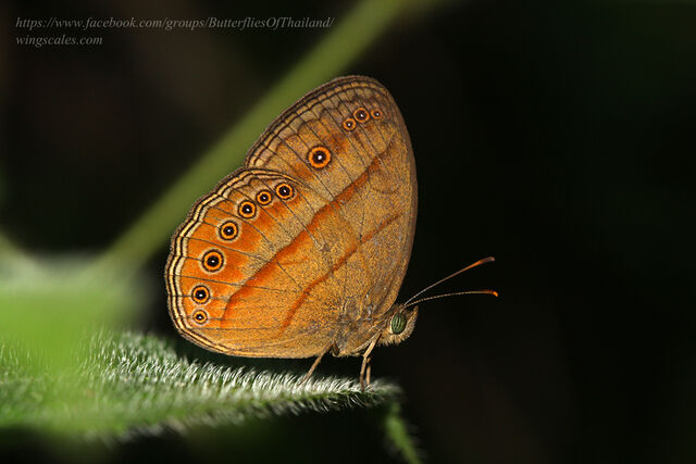 Mycalesis fusca fusca