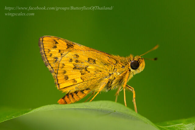 Potanthus confucius dushta