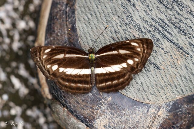 Neptis clinia susruta