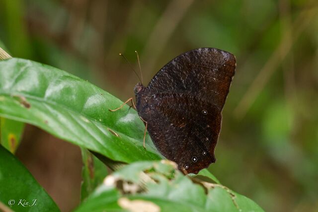 Melanitis phedima ganapati