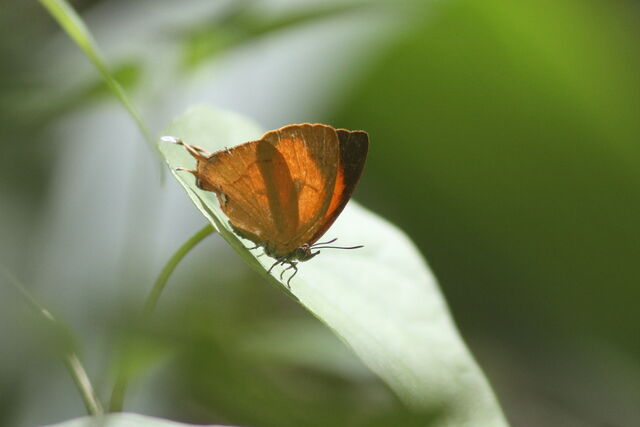 Thamala marciana ssp.