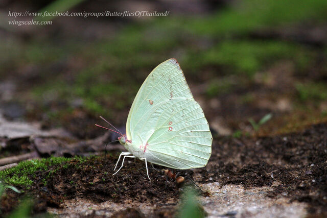 Catopsilia pomona pomona