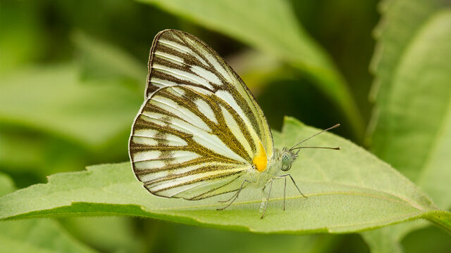 Cepora nerissa dapha