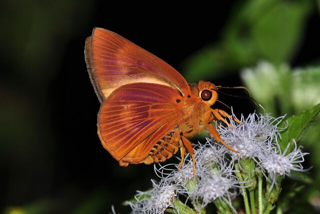 Burara harisa consobrina