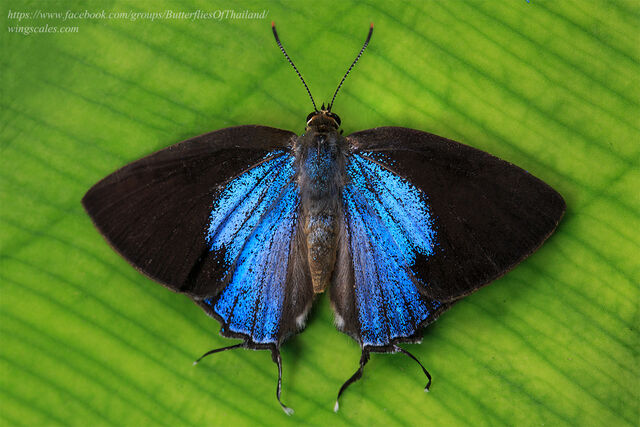 Tajuria yajna selangorana
