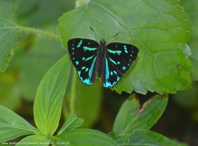 Simiskina pharyge deolina