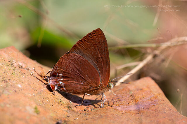 Remelana jangala ravata