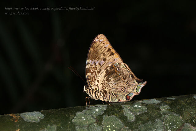 Prothoe franck uniformis