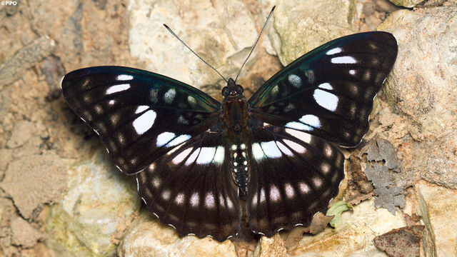 Athyma ranga obsolescens