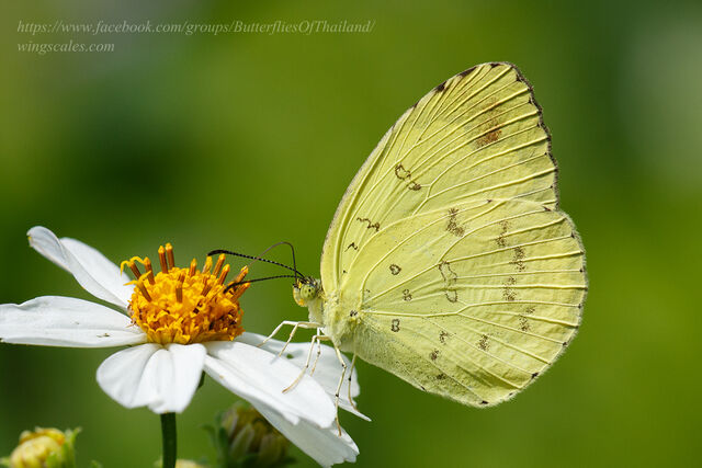 Eurema blanda silhetana