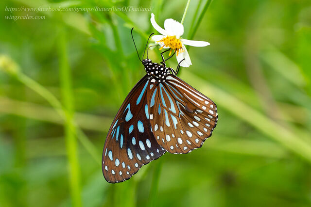 Tirumala septentrionis septentrionis