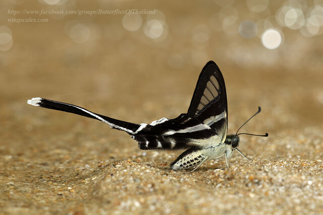 Lamproptera curius curius