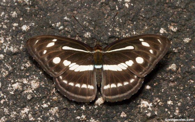 Athyma pravara indosinica