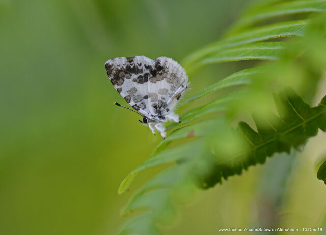 Taraka mahanetra mahanetra