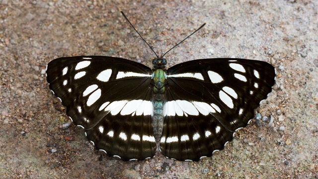 Phaedyma columella martabana