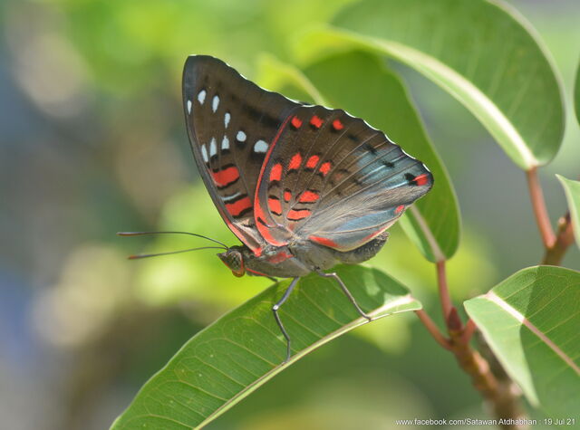 Euthalia adonia beata