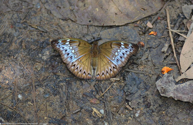 Euthalia teuta goodrichi