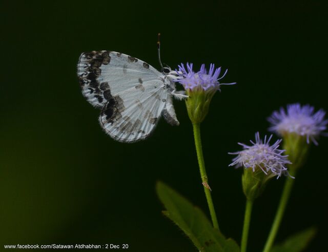 Taraka mahanetra mahanetra