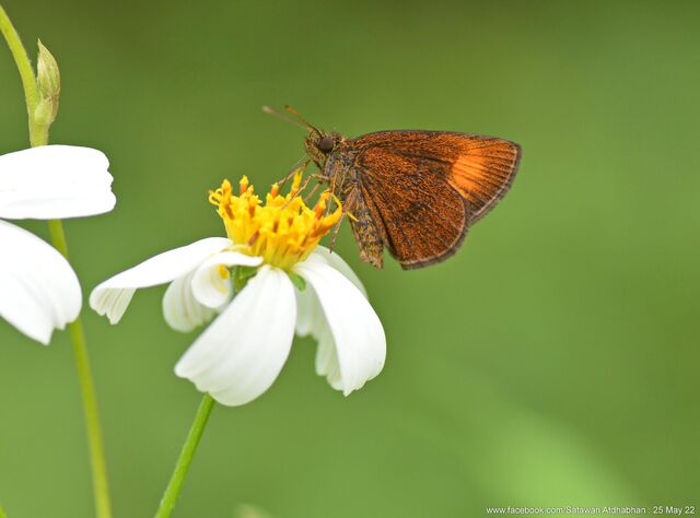 Idmon obliquans obliquans