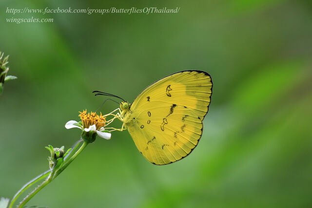 Eurema andersonii sadanobui