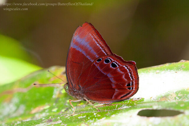 Abisara saturata maya