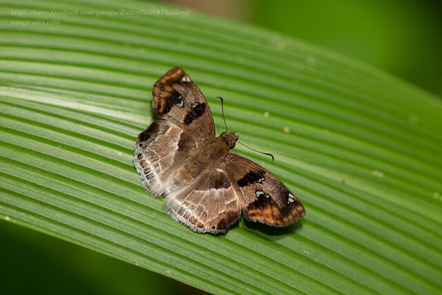 Abaratha angulata angulata