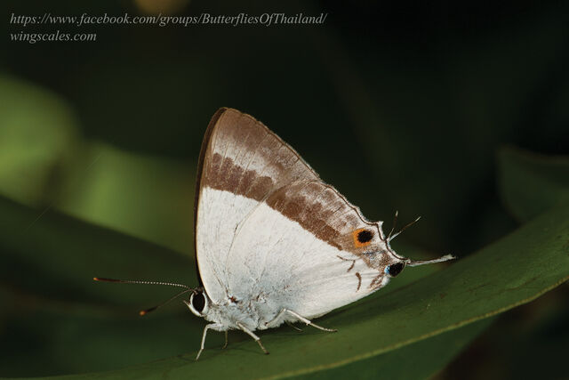 Rachana jalindra indra