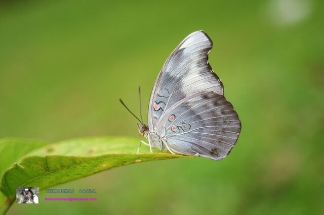 Euthalia evelina annamita