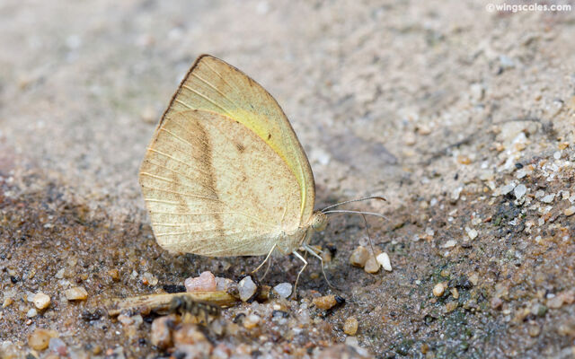 Eurema laeta pseudolaeta