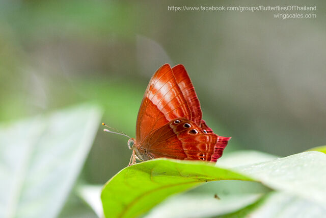 Abisara saturata meta