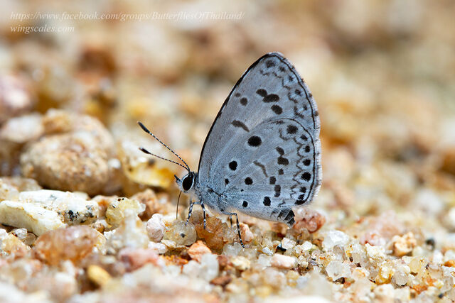 Acytolepis puspa gisca