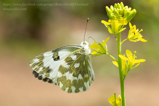 Pontia edusa amphimara