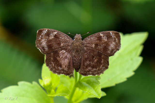 Sarangesa dasahara dasahara