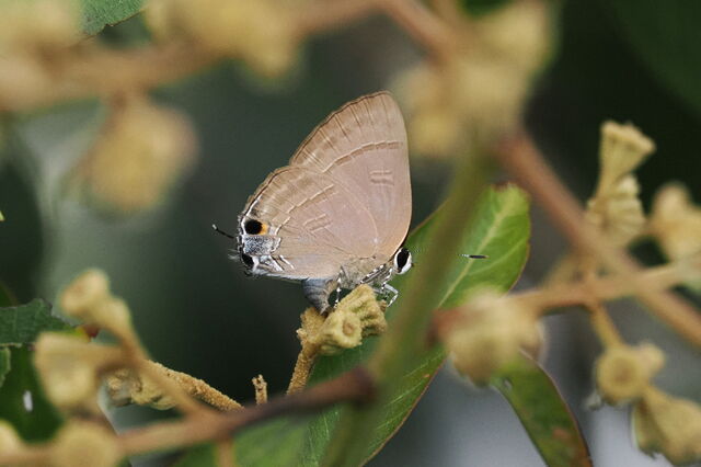 Rapala manea schistacea
