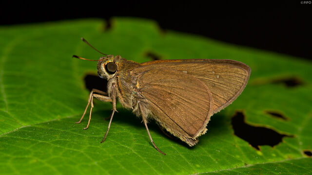 Caltoris brunnea caere