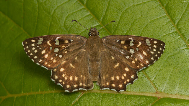 Abaratha alida alida