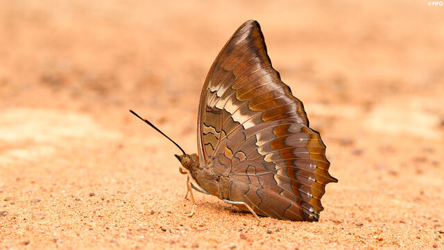 Charaxes bernardus hierax