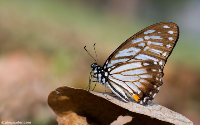 Graphium xenocles lindos