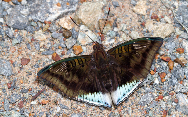 Euthalia phemius phemius